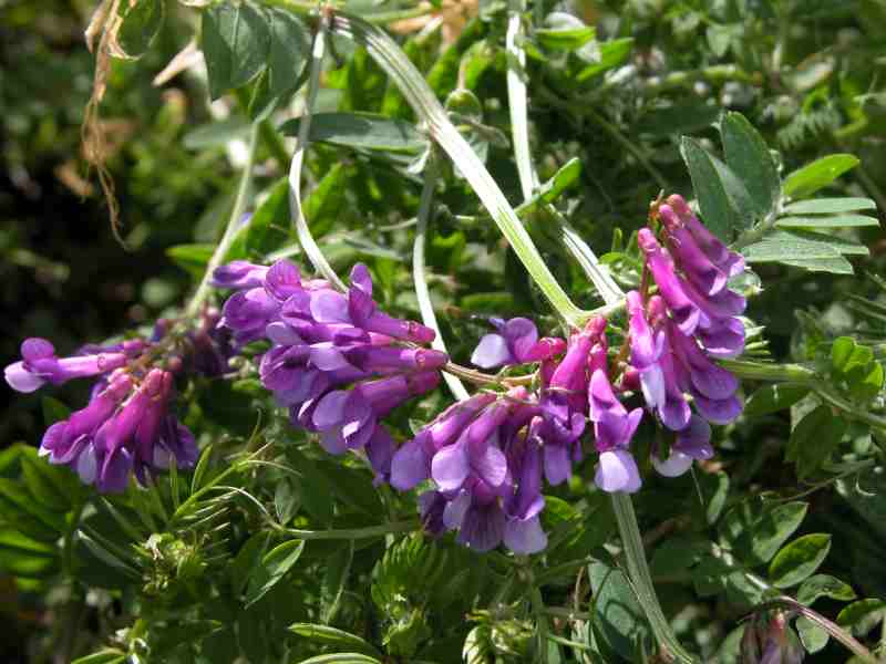 Vicia villosa subsp. varia